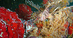 Pesce Leone