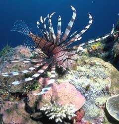 Carless Reef