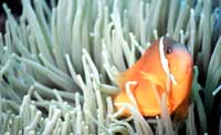 Anemone di Mare